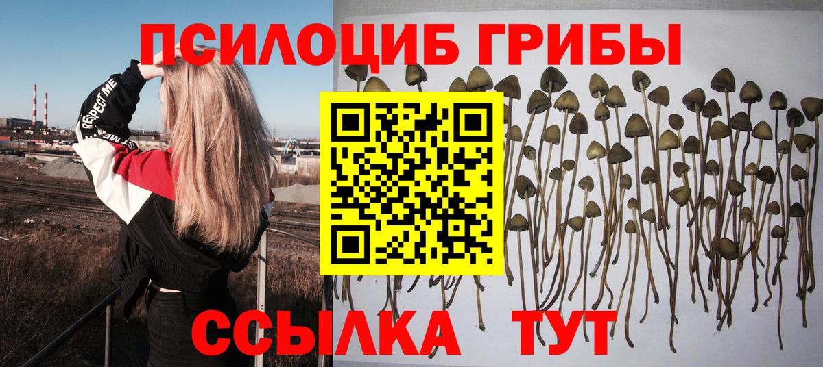 Курчалой  Галлюциногенные грибы мухоморы  где купить наркоту  Псилоцибиновые грибы GOLDEN TEACHER  Вход с VPN 